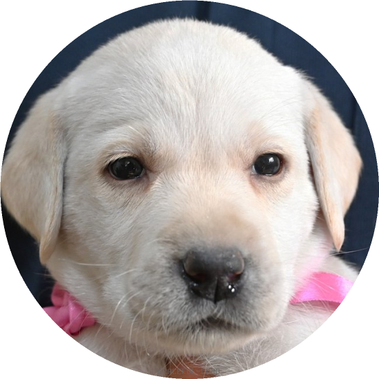 英国ラブラドールの子犬(A child of ウィリアム & エミリー(英国血統)) 英国ラブラドールの子犬